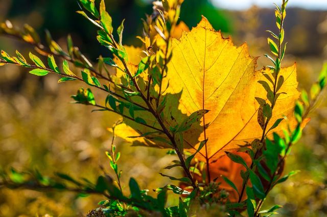 leaf