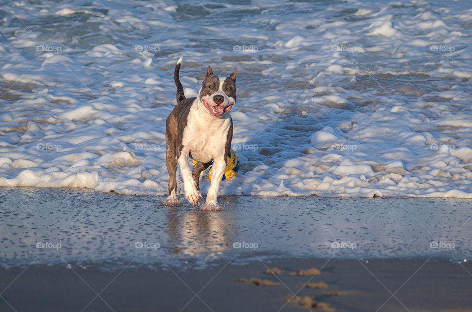 Young American staffordshire terrier playing with a ball on the beach