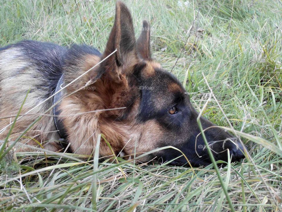 Grass, Dog, Animal, Cute, Mammal