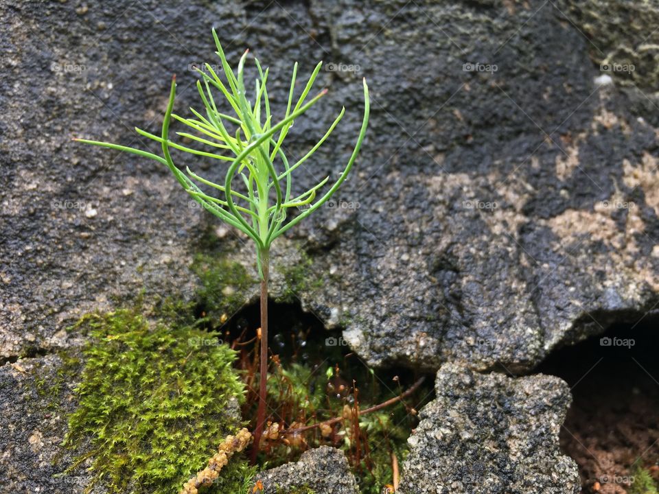 Small tree sapling growing from stone stair.