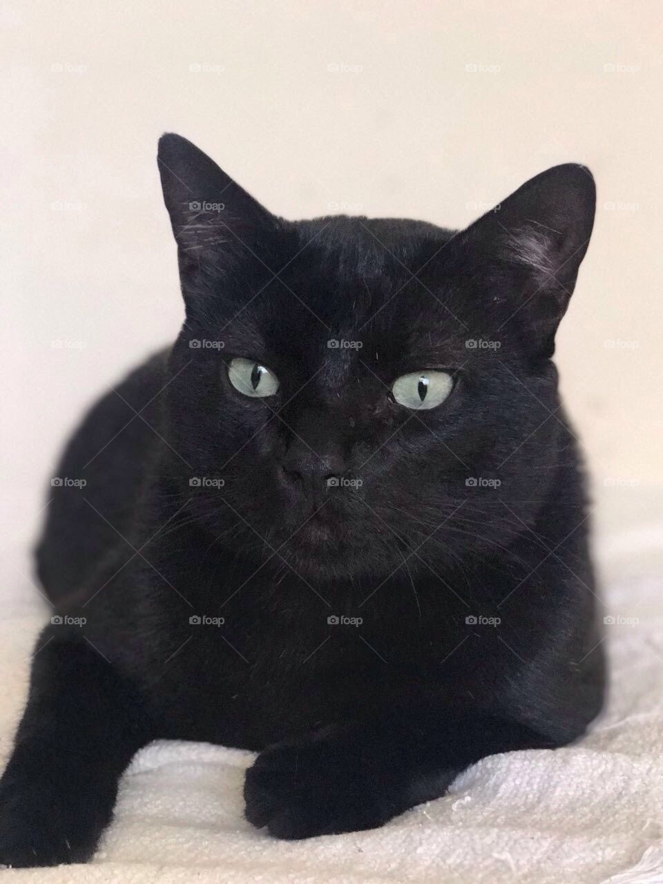 Gato preto com olhos brilhando 