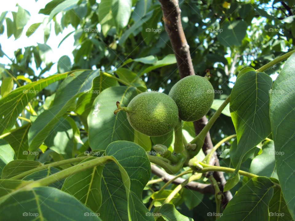 Walnut Greeks grow 