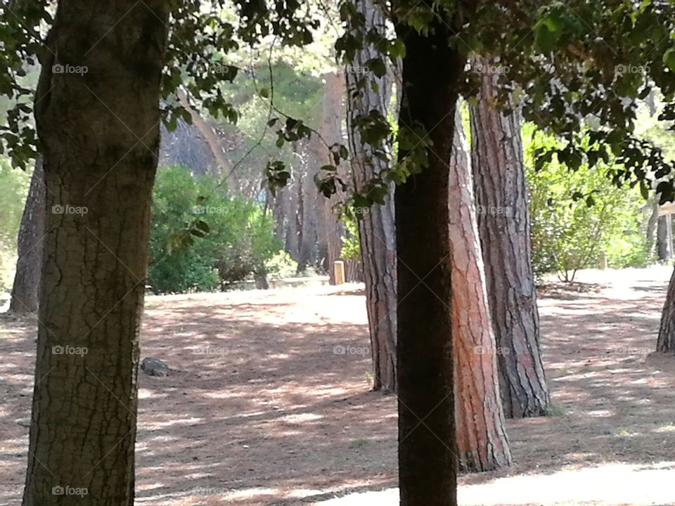 Trees, trunks.