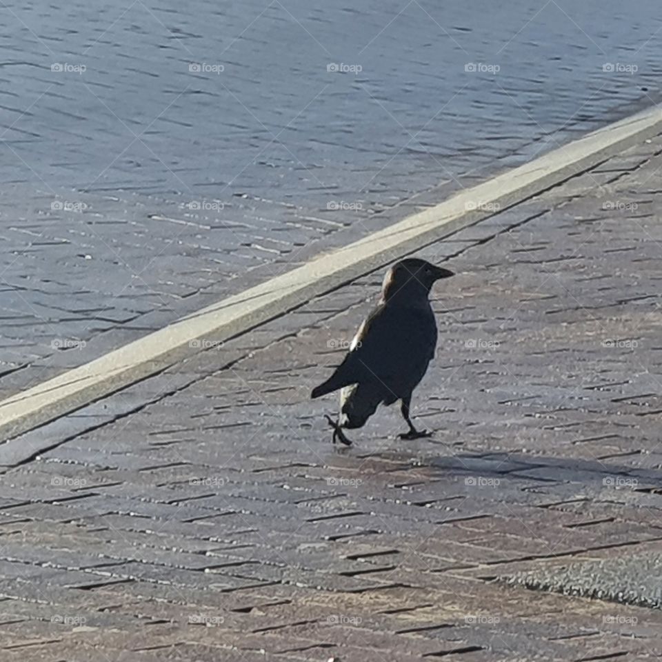 crow walking in sunshine