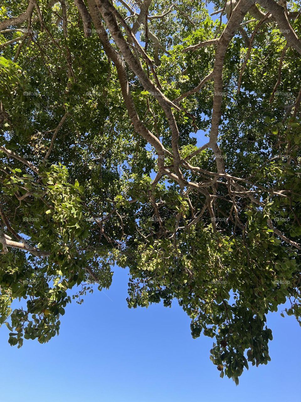 Árboles y cielo azul 