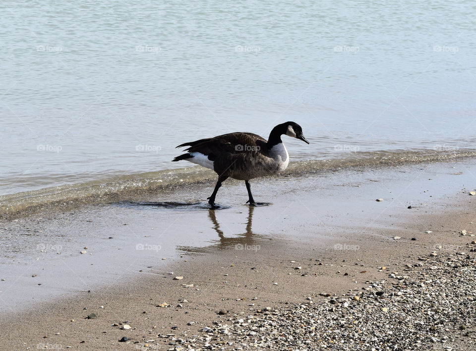 Canadian goose on the lake shore