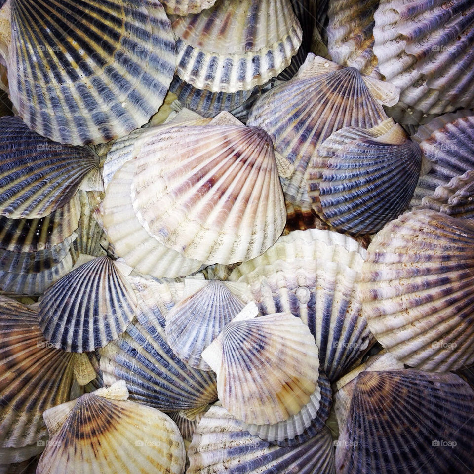 beach ocean massachusetts shells by eleo61