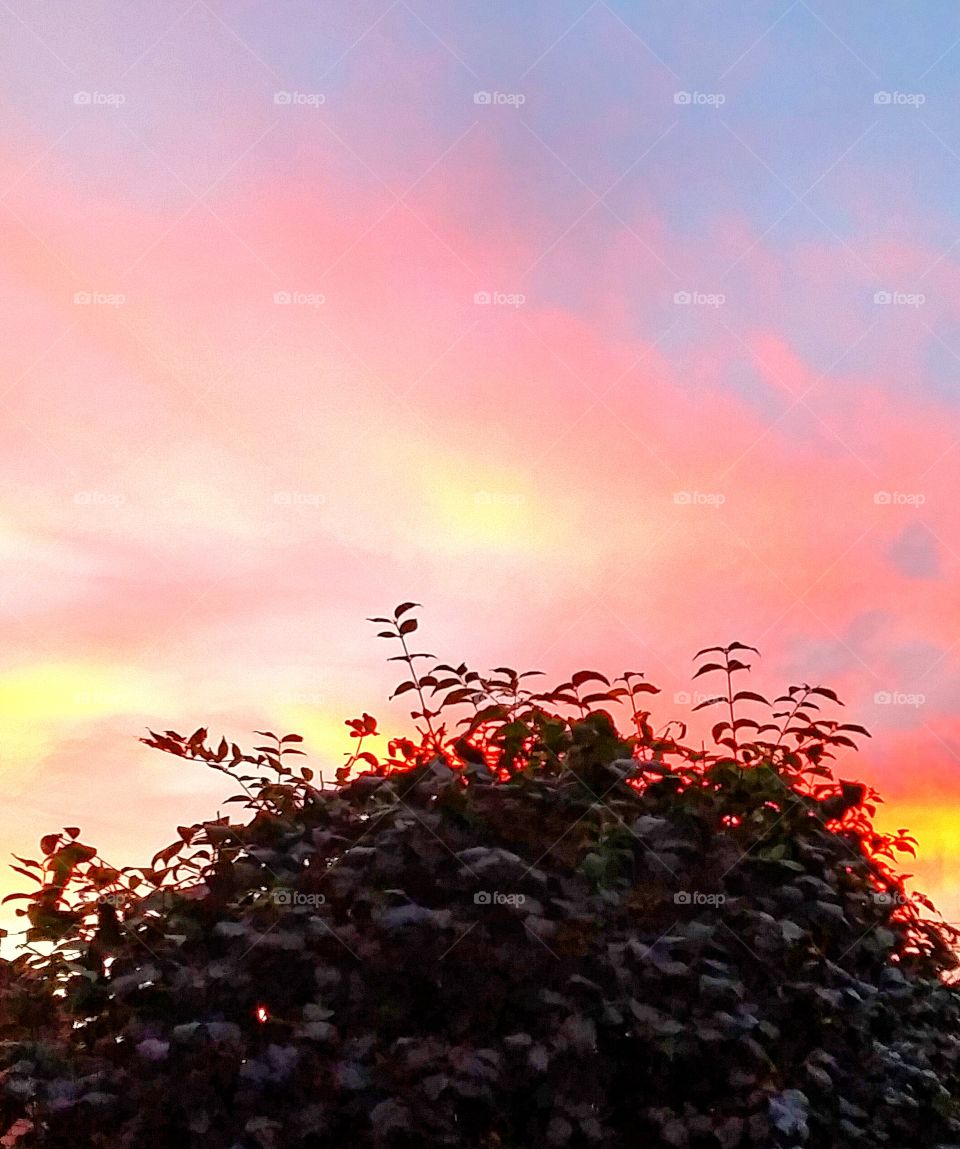 Over the Hedge at Sunset