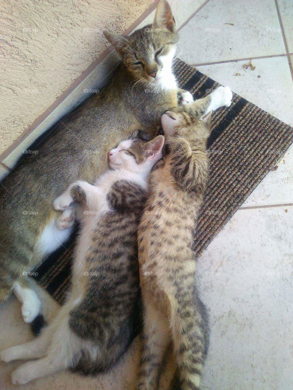 Spooning kitties