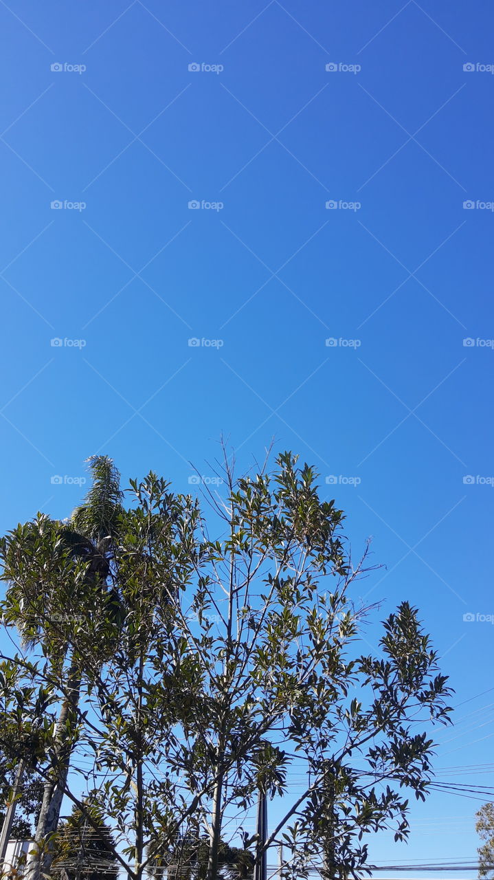 blue sky in wintertime