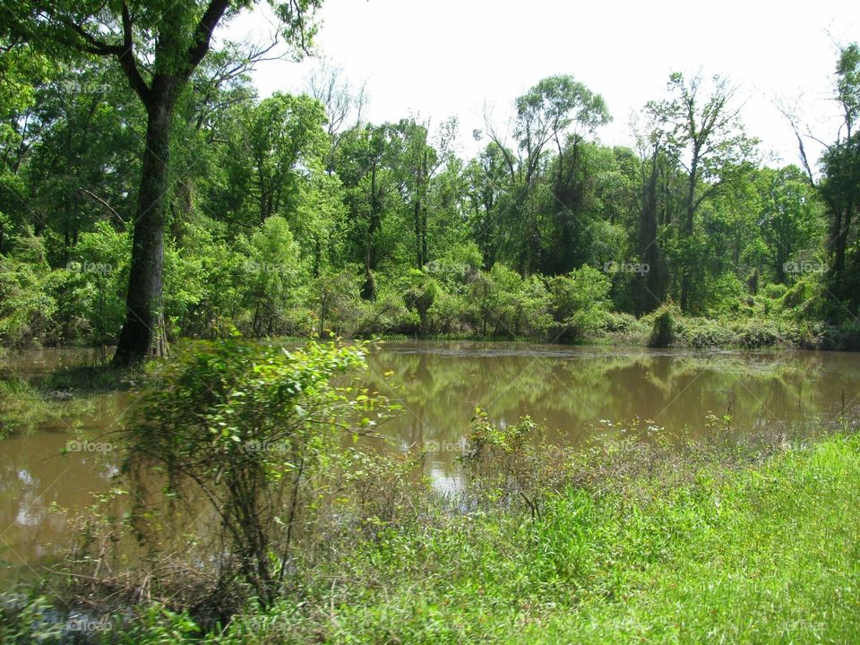 Hidden swamp in the woods of Mississippi 