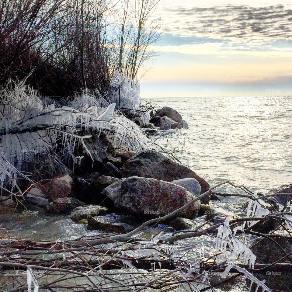 Bare tree fallen on beach