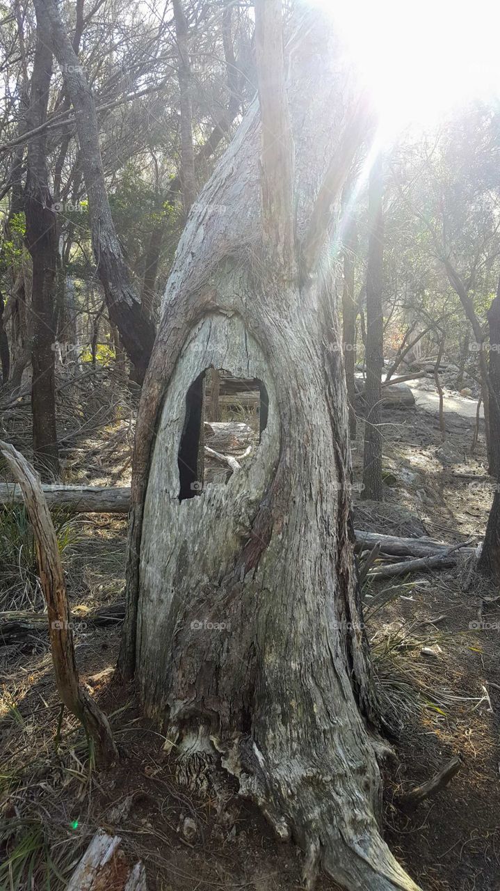 old bark heart