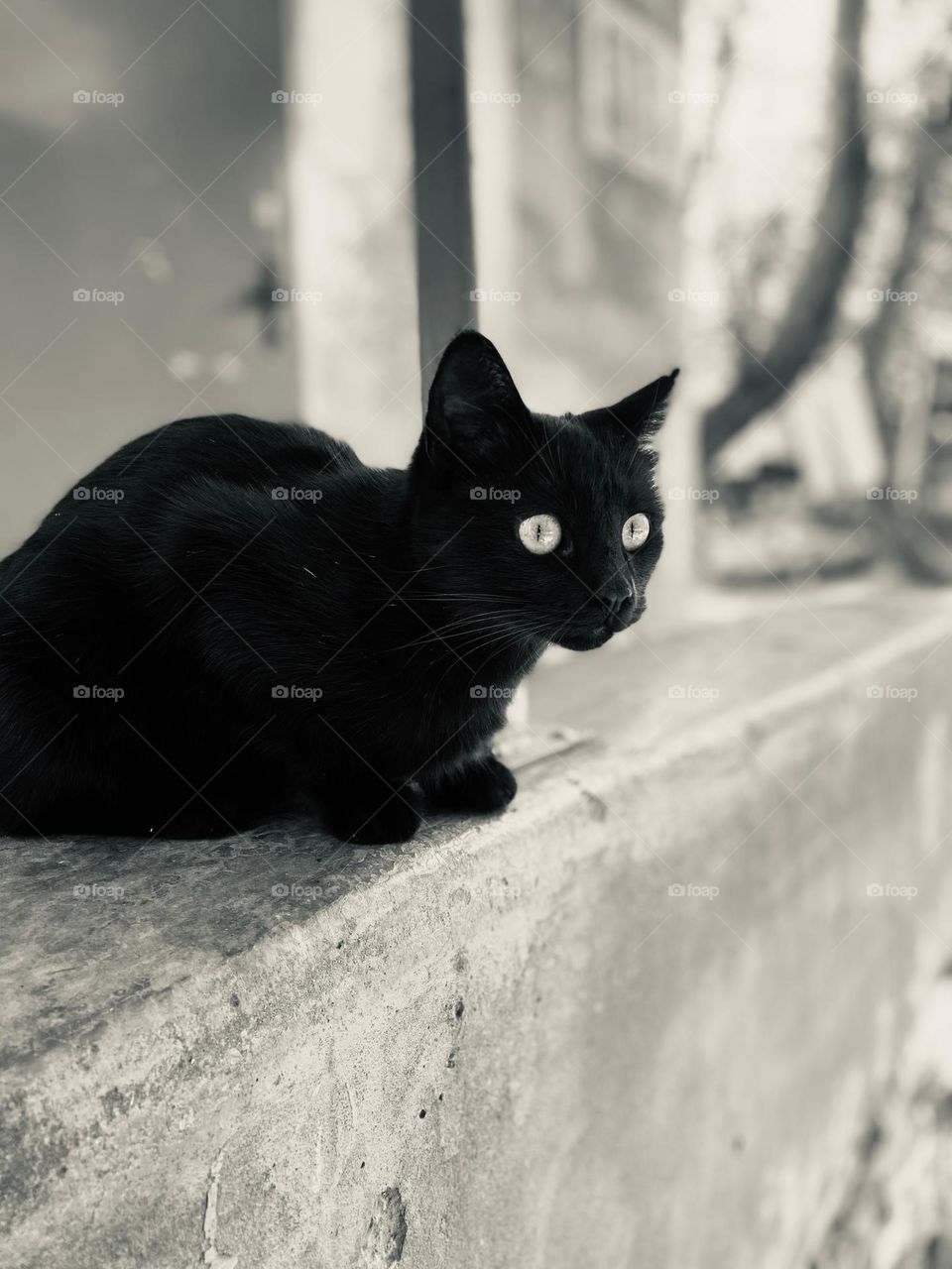 Black cat in my city 