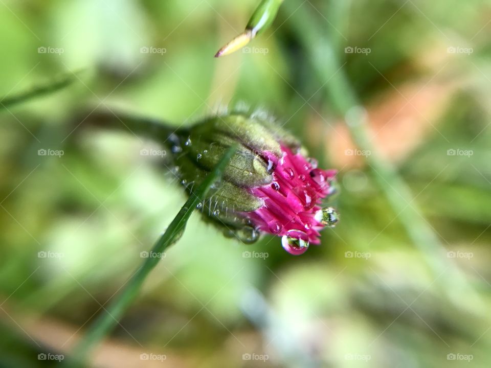 Before blooming, dew drops