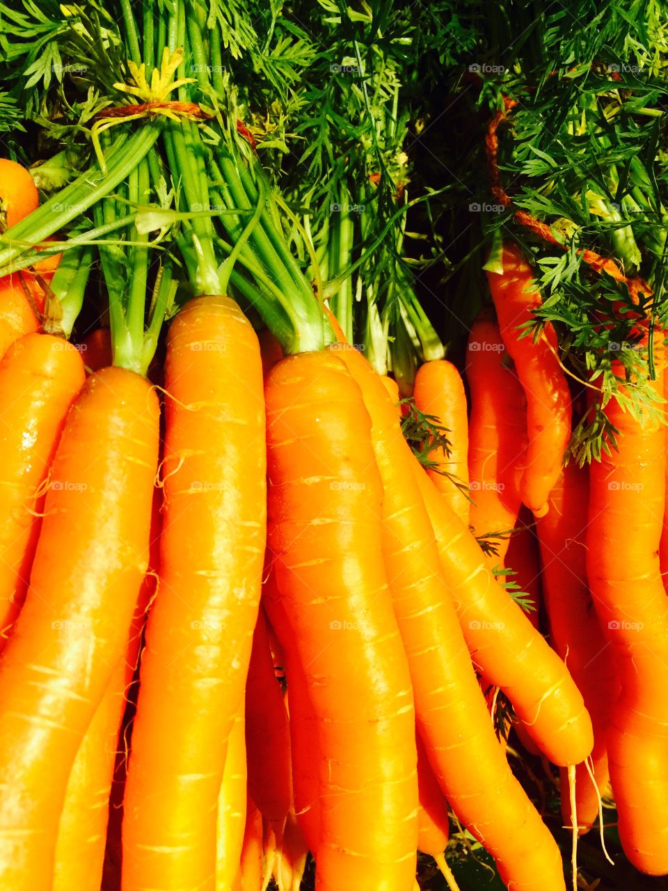 Orange color story / bundle of carrots