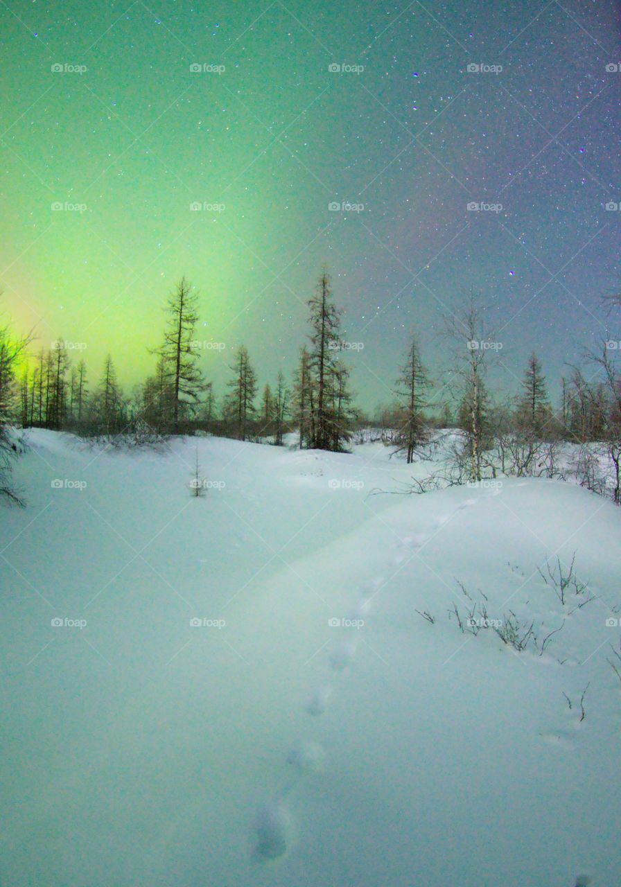 полярное сияние над следом лисицы.