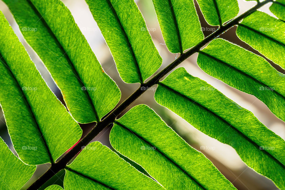 Fern section that is backlit. Fern is a member of around 10,560 extant species. It is a vascular plant that reproduces by spores - no seeds or flowers. It existed in the Mesozoic era, 360 million years ago; far earlier than dinosaurs.