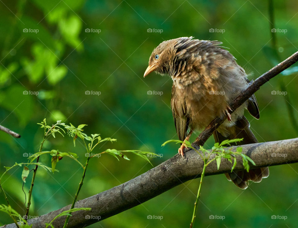 Bird photography  - yellow billed babbler