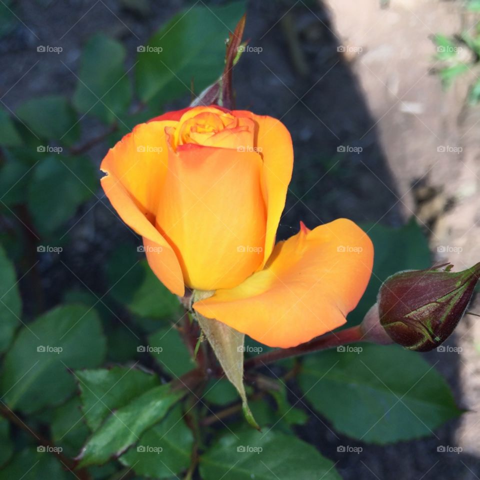 🌹 🇺🇸 Very beautiful flowers to brighten our day.  Live nature and its beauty. Did you like the delicate petals? / 🇧🇷 Flores muito bonitas para alegrar nosso dia. Viva a natureza e sua beleza. Gostaram das pétalas delicadas? 