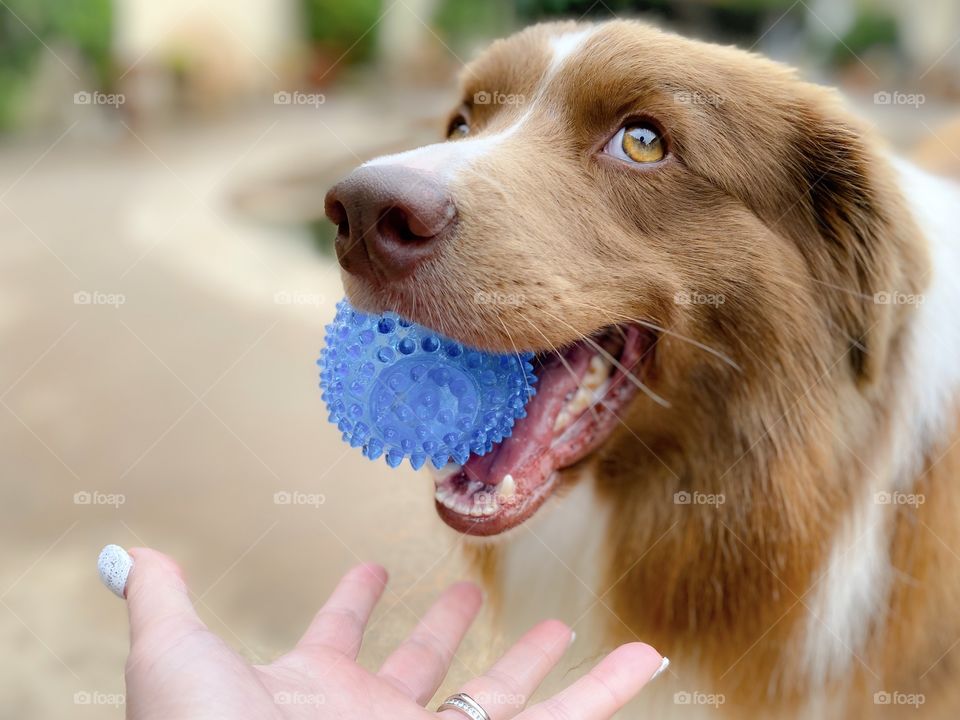Border collie holding a blue ball in his mouth about to drop it in a hand 