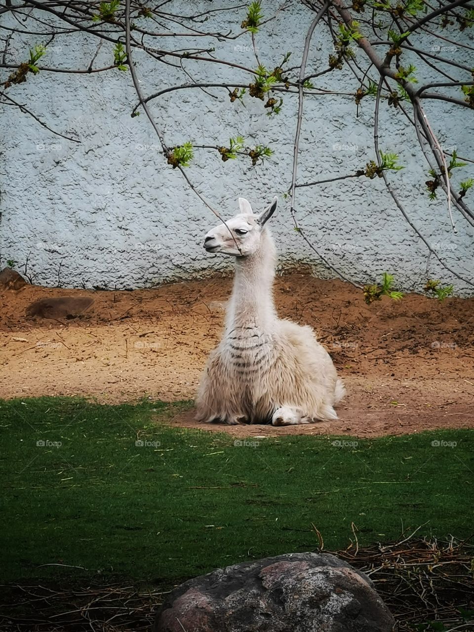 Lama