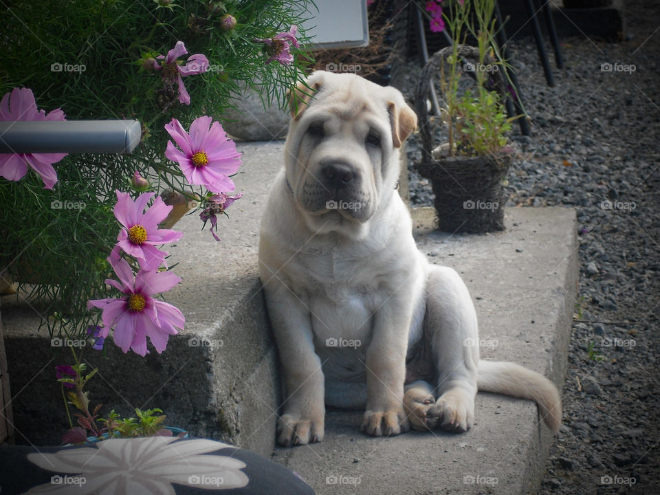 Cute puppy waiting on the stairs