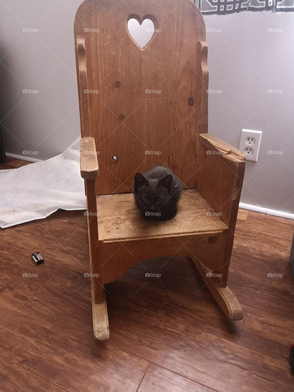 Kitten on a Chair