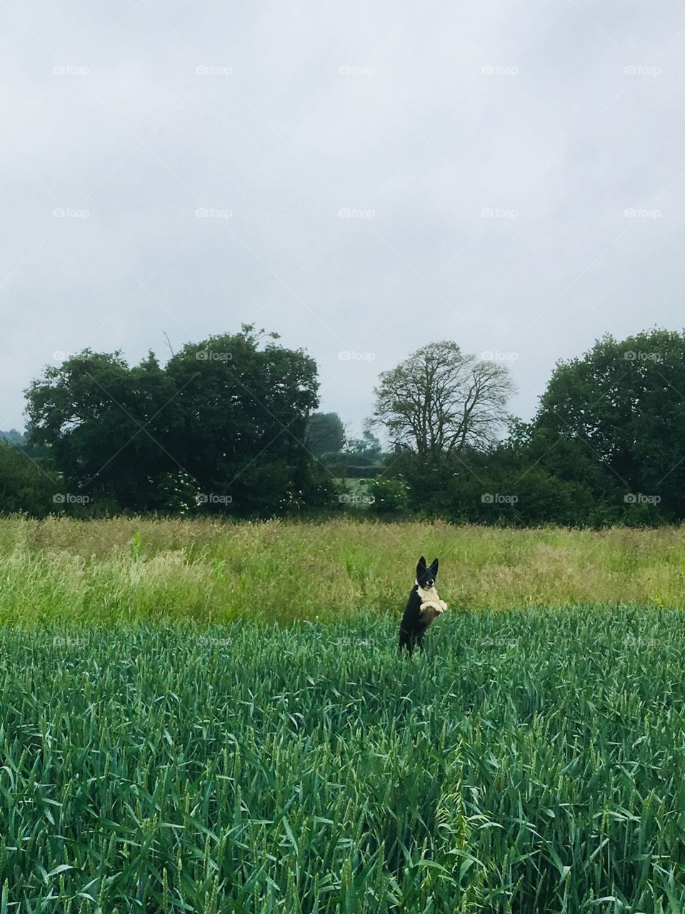 Collie jumping through a field of wheat 