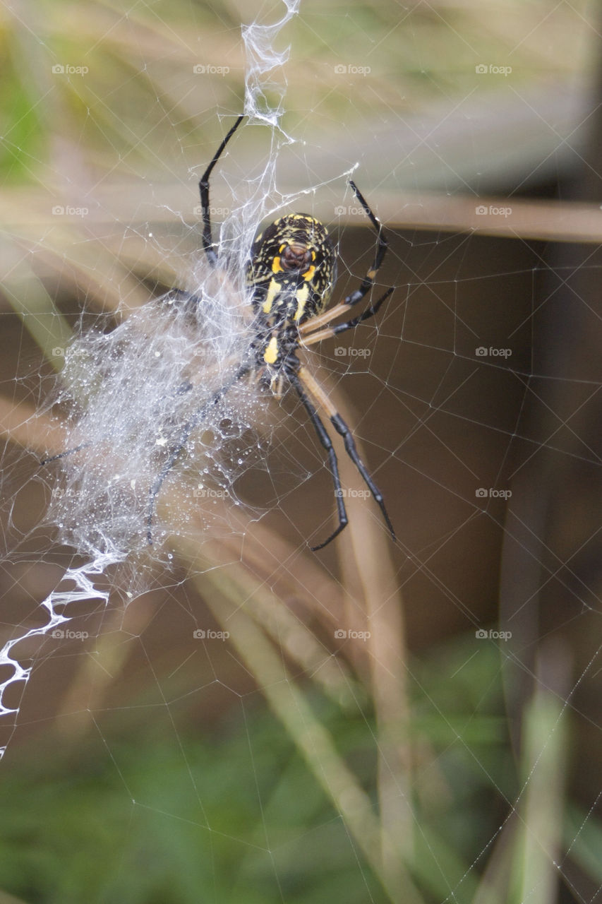 nature insect web life by slehman65