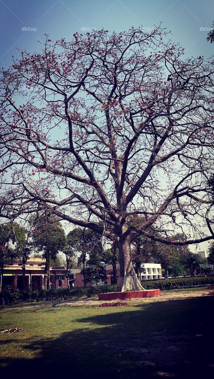 Tree in the park