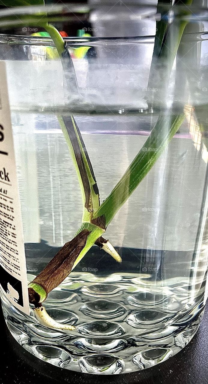 My plant getting roots on it, just in a glass of water, taken with iPhone 12