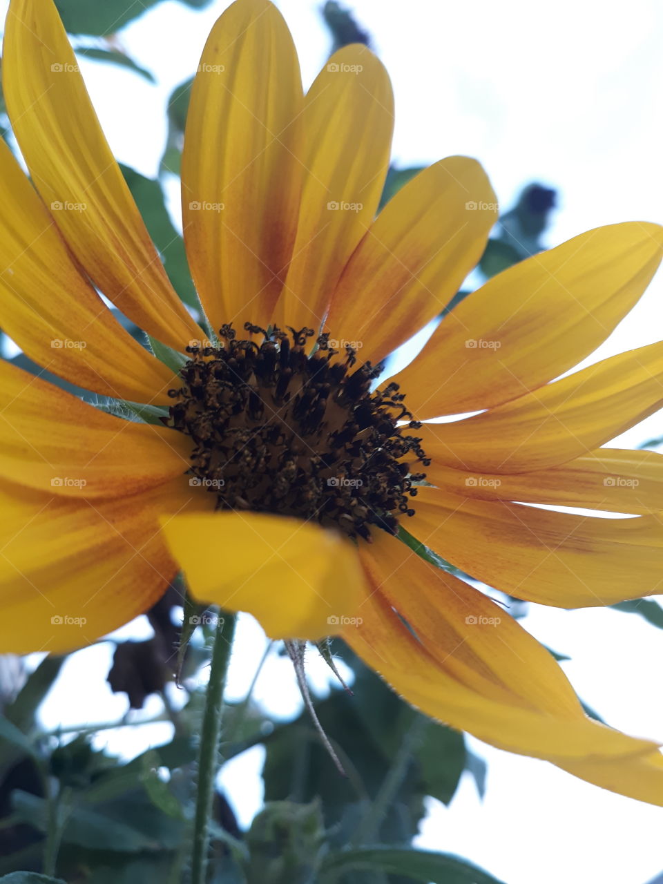 Sunflower Love