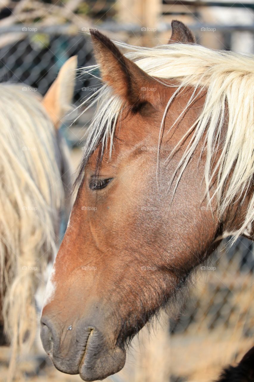 Profile headshot of wild American Mustang Paint/Pinto mare with blonde mane 