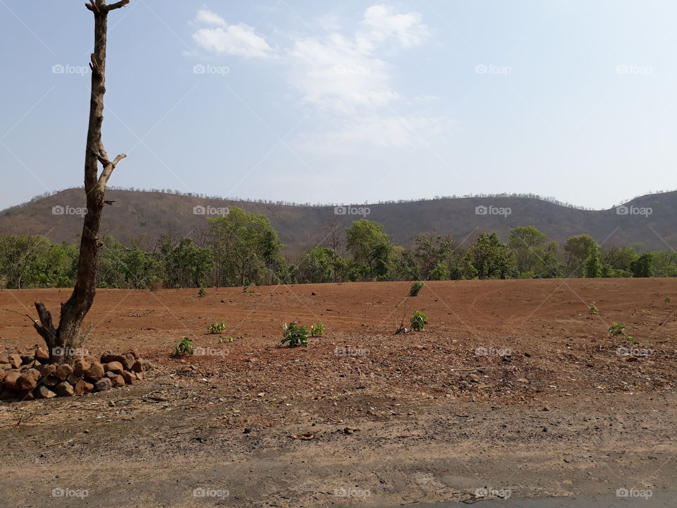 A dry tree and hills in background