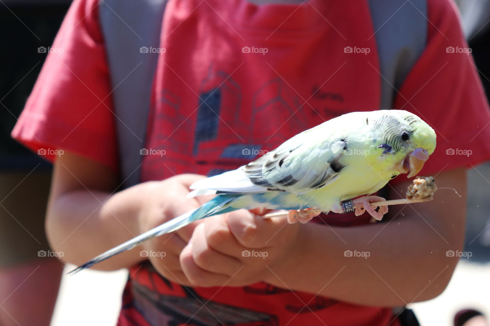 Feeding a budgerigar