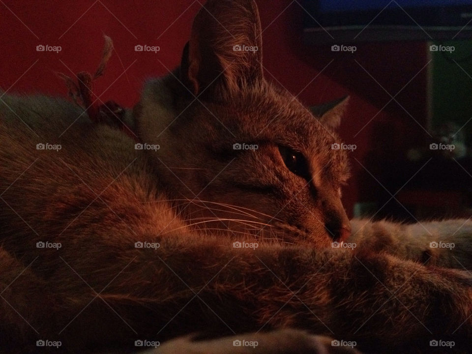 cat israel pondering by shelibeli