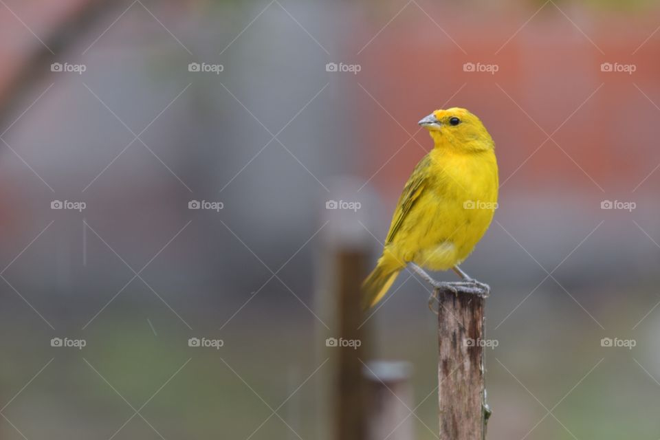 All rights are reserved Julia Okada