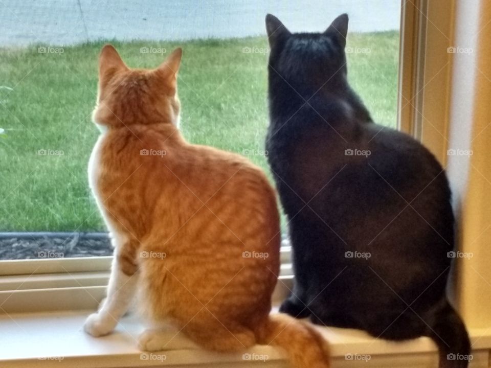 our cats looking out the window
