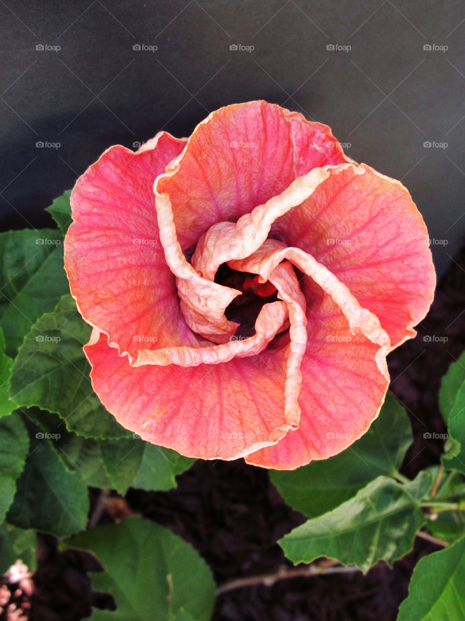 Hibiscus bloom. Tropical Hibiscus flower opening