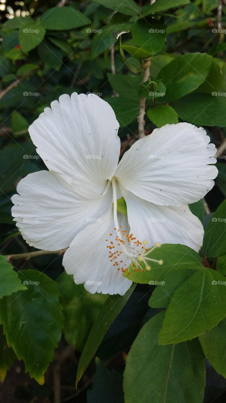 white hibiscus flower in bloom