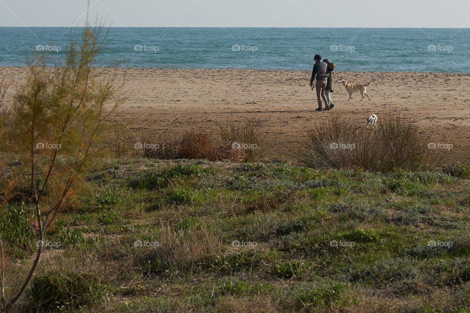 Walkway, beach and pet