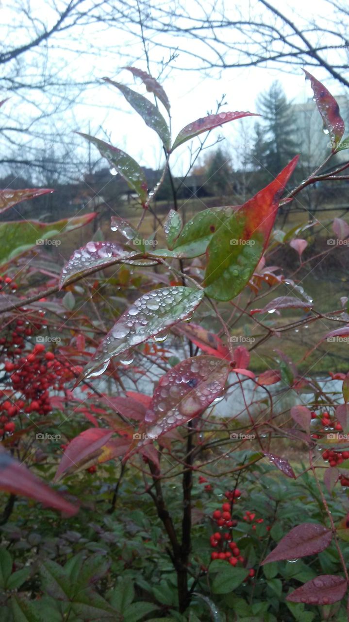The colors of fall after a light rain.