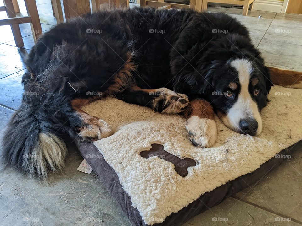 Bernese mountain dog resting on a dog bed on a grey tile floor. table legs in the background
