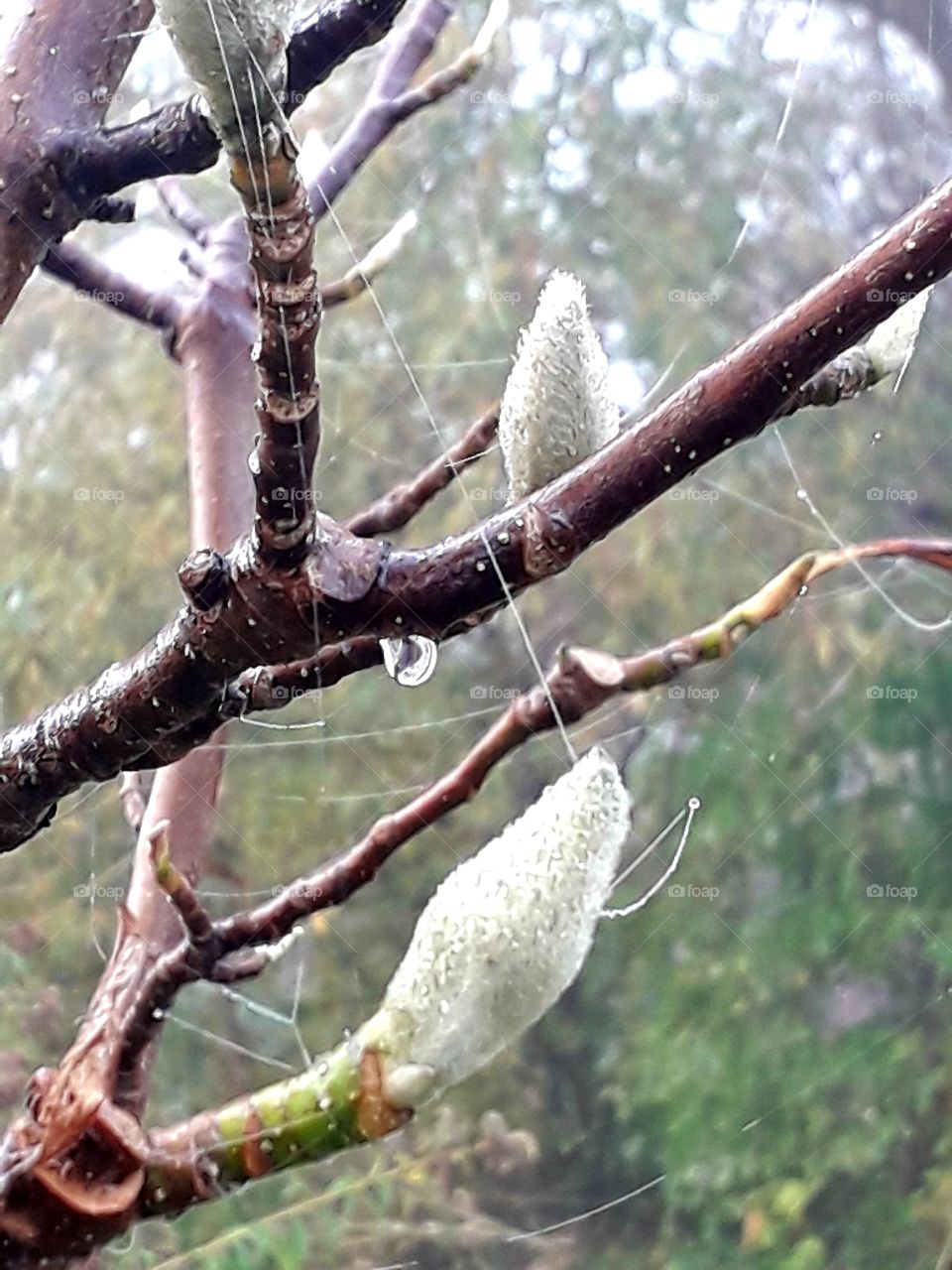 misty  autumn  morning with dew condensing  on magnplia branches and cobweb