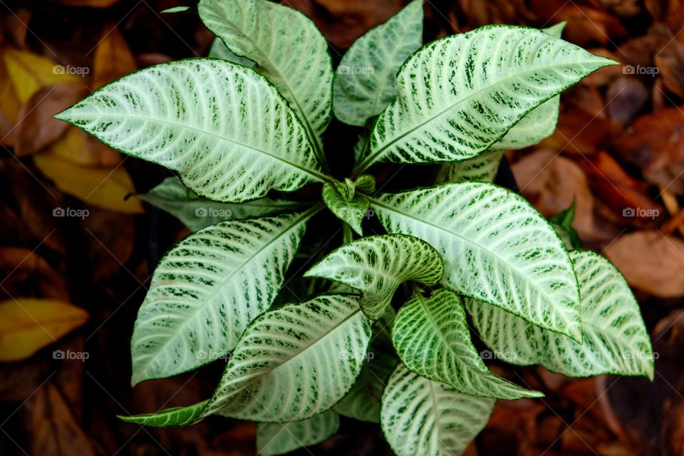 plants around the us