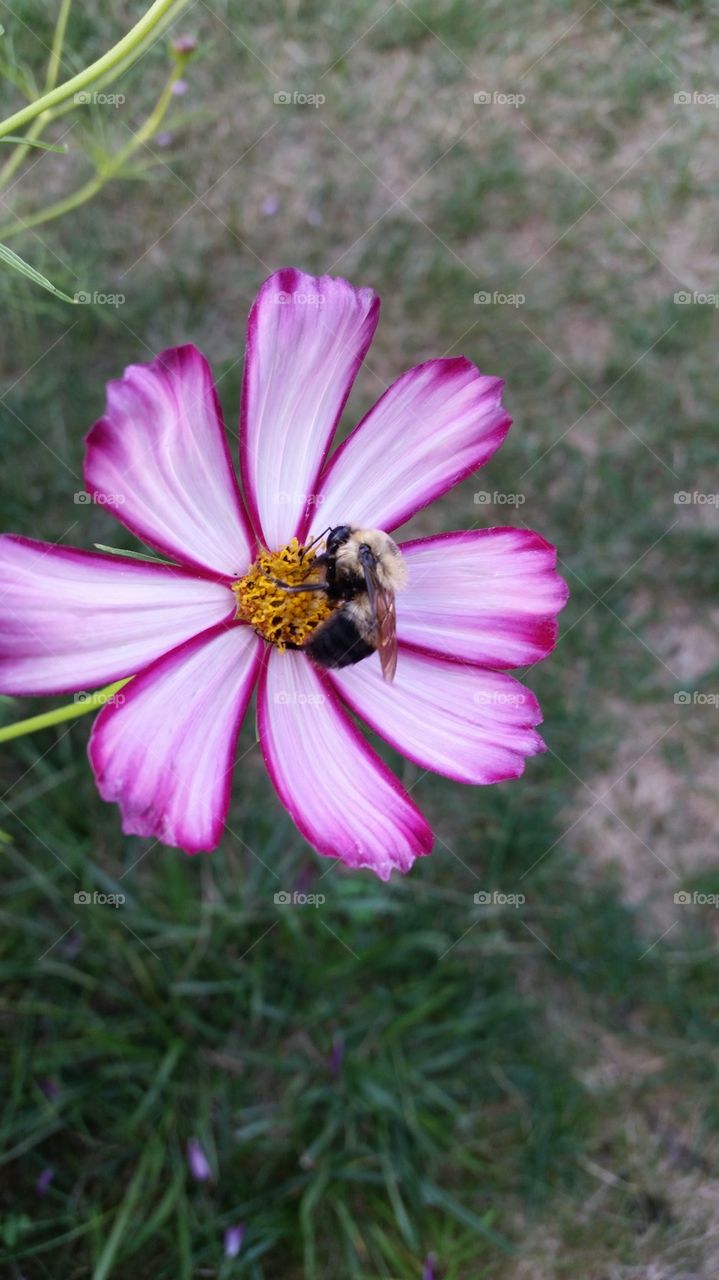 flower bee