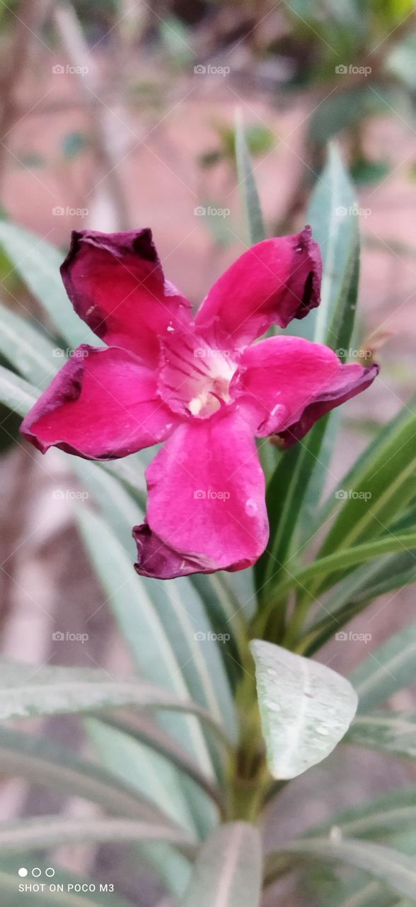 Beautiful red flower