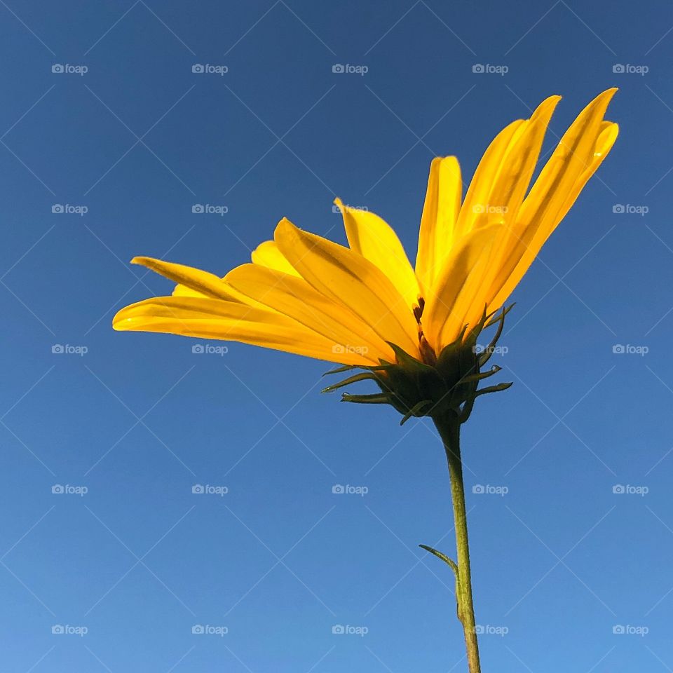 Lone flower