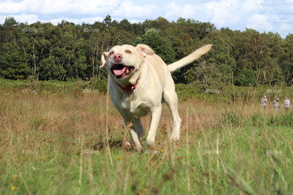 Grass, Dog, Mammal, Animal, Field